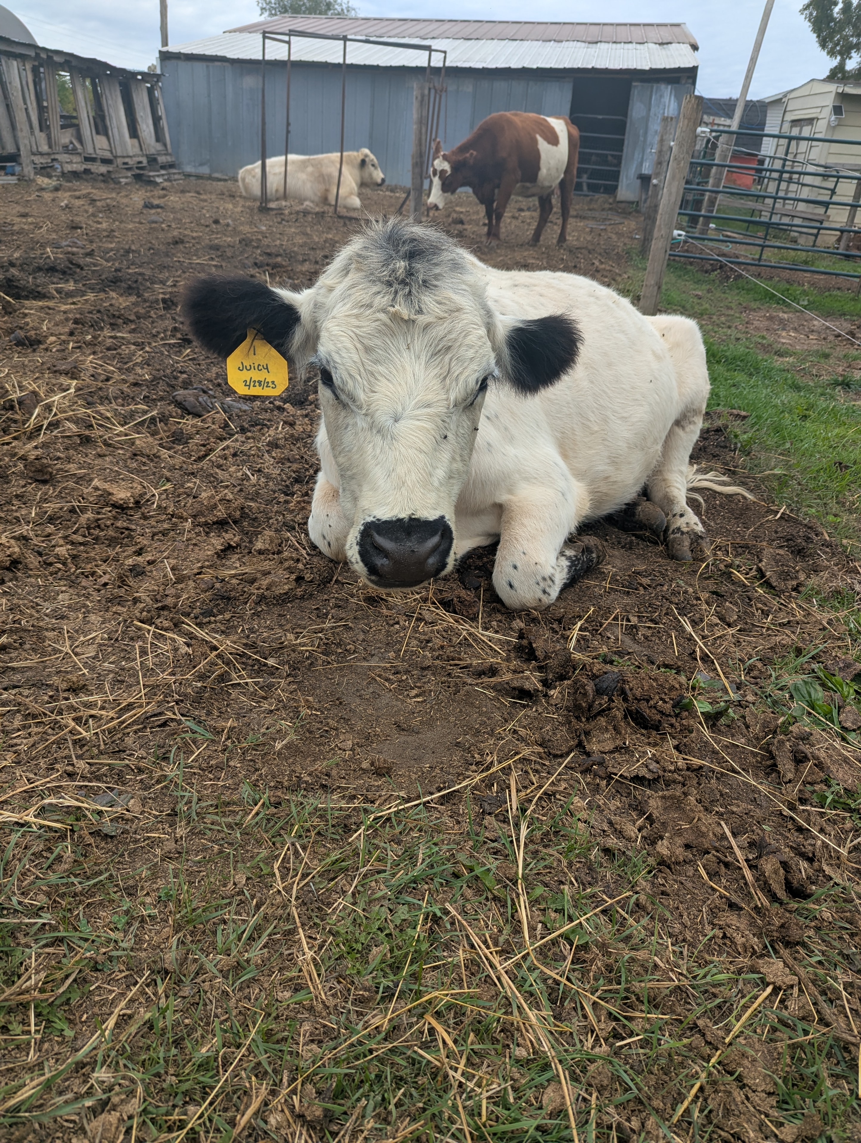 Juicy the Angus/White Park cow