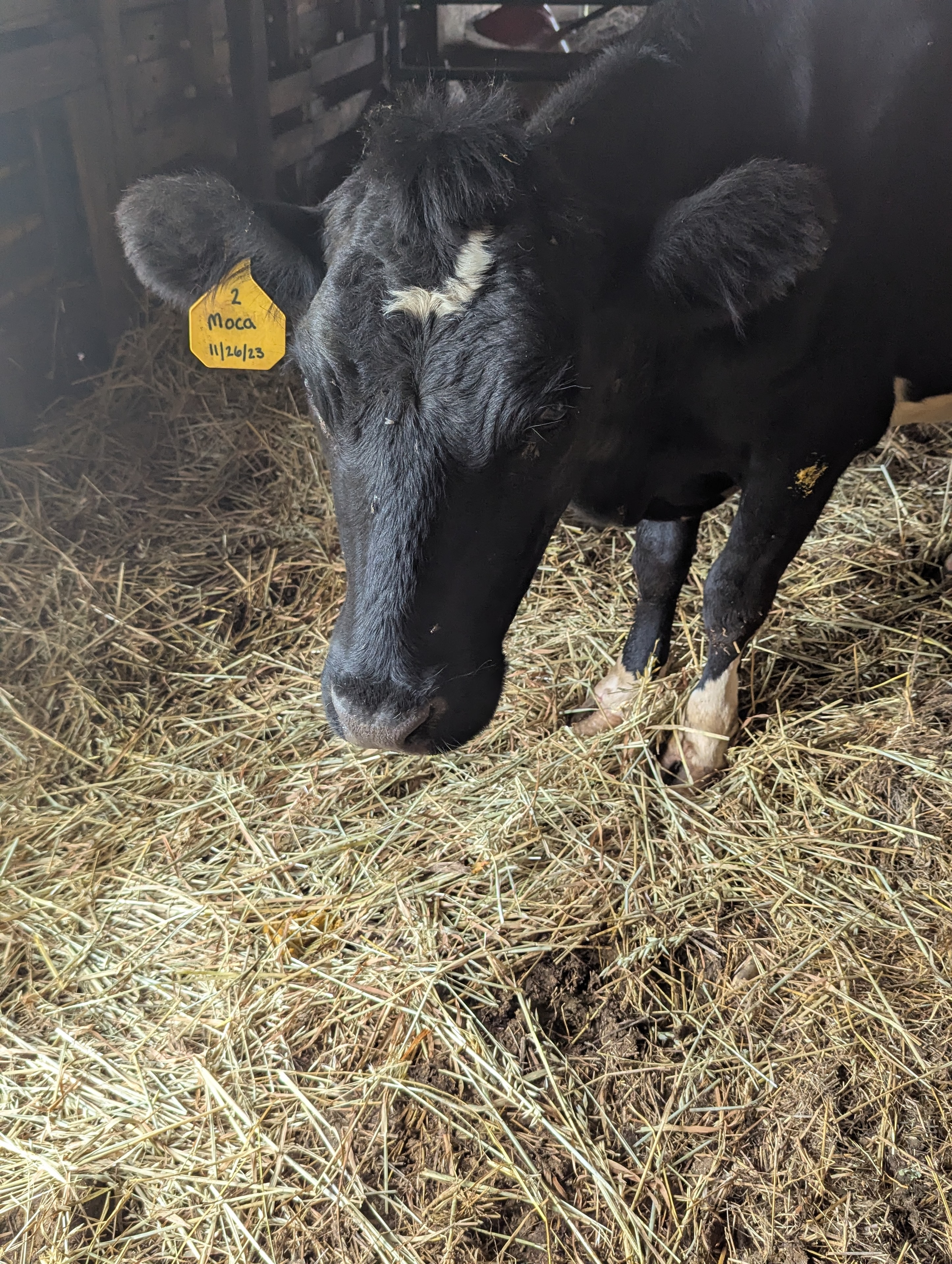 Moca the Shorthorn/white Park/Holstein cow