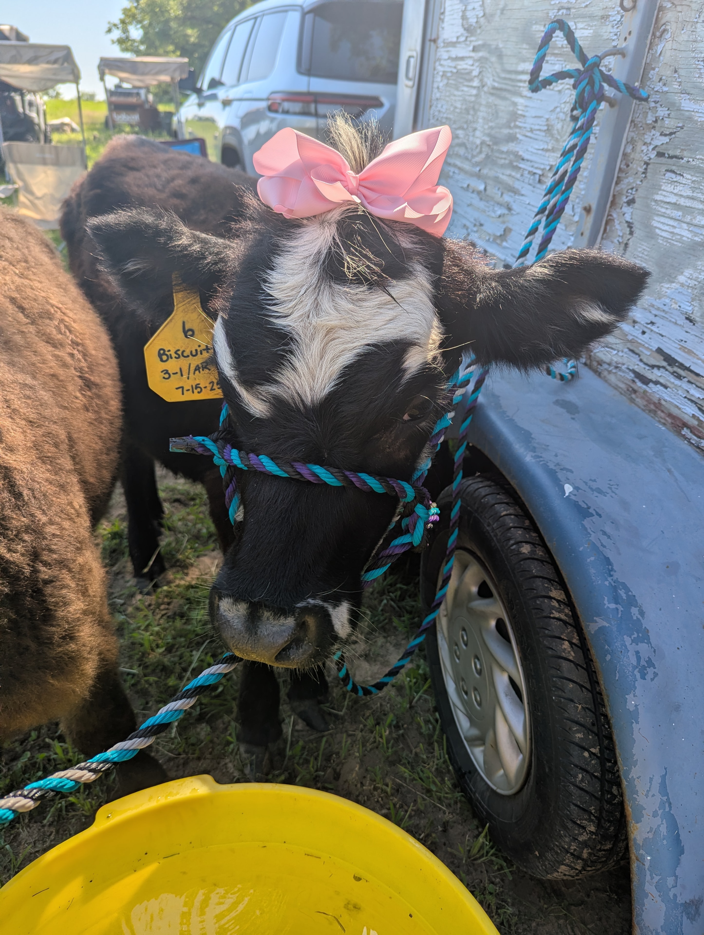 Biscuit the Mini Panda/Hereford/white park/highland cow