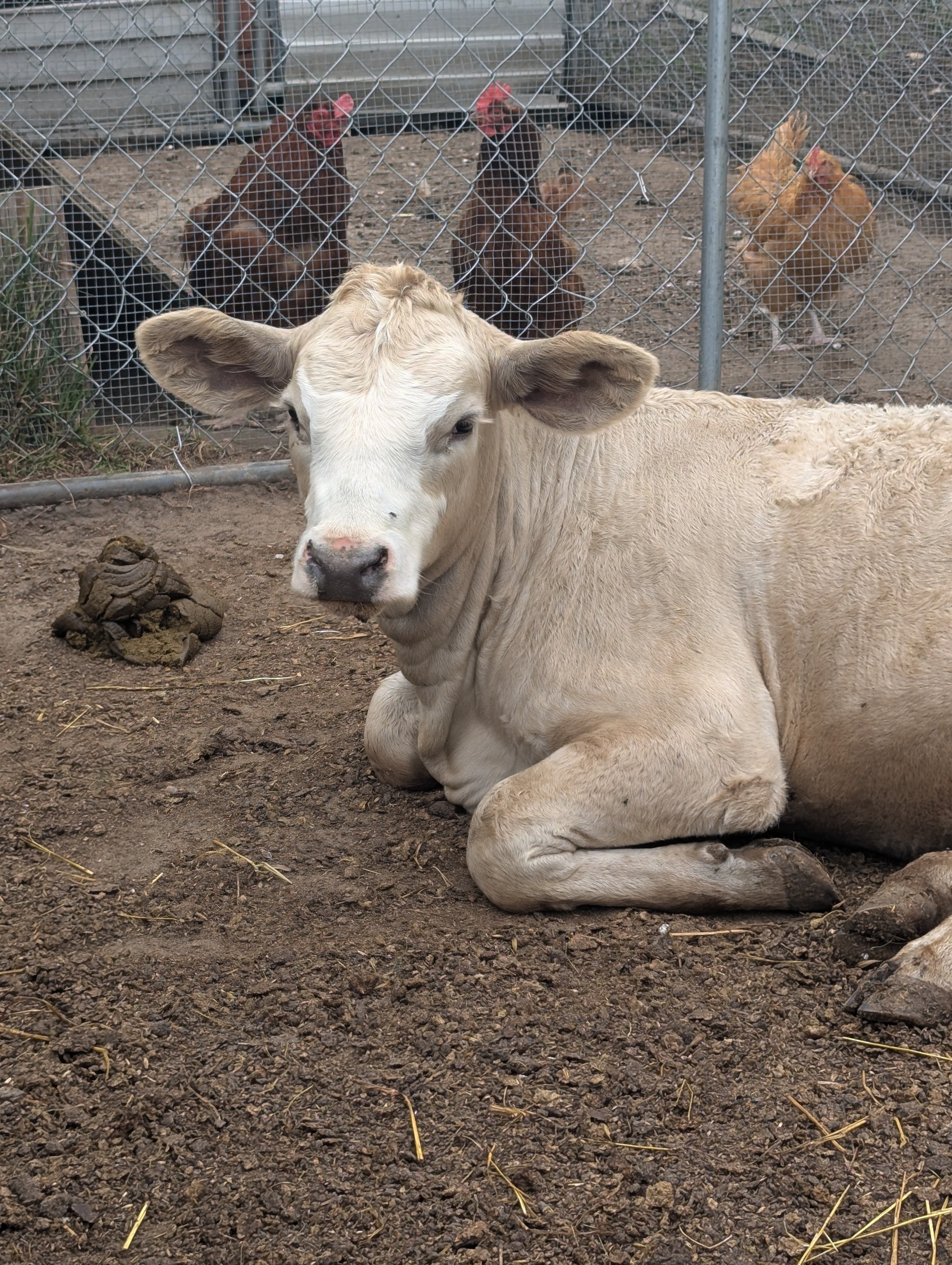 Diamond the Charolais/Hereford/simmental cow