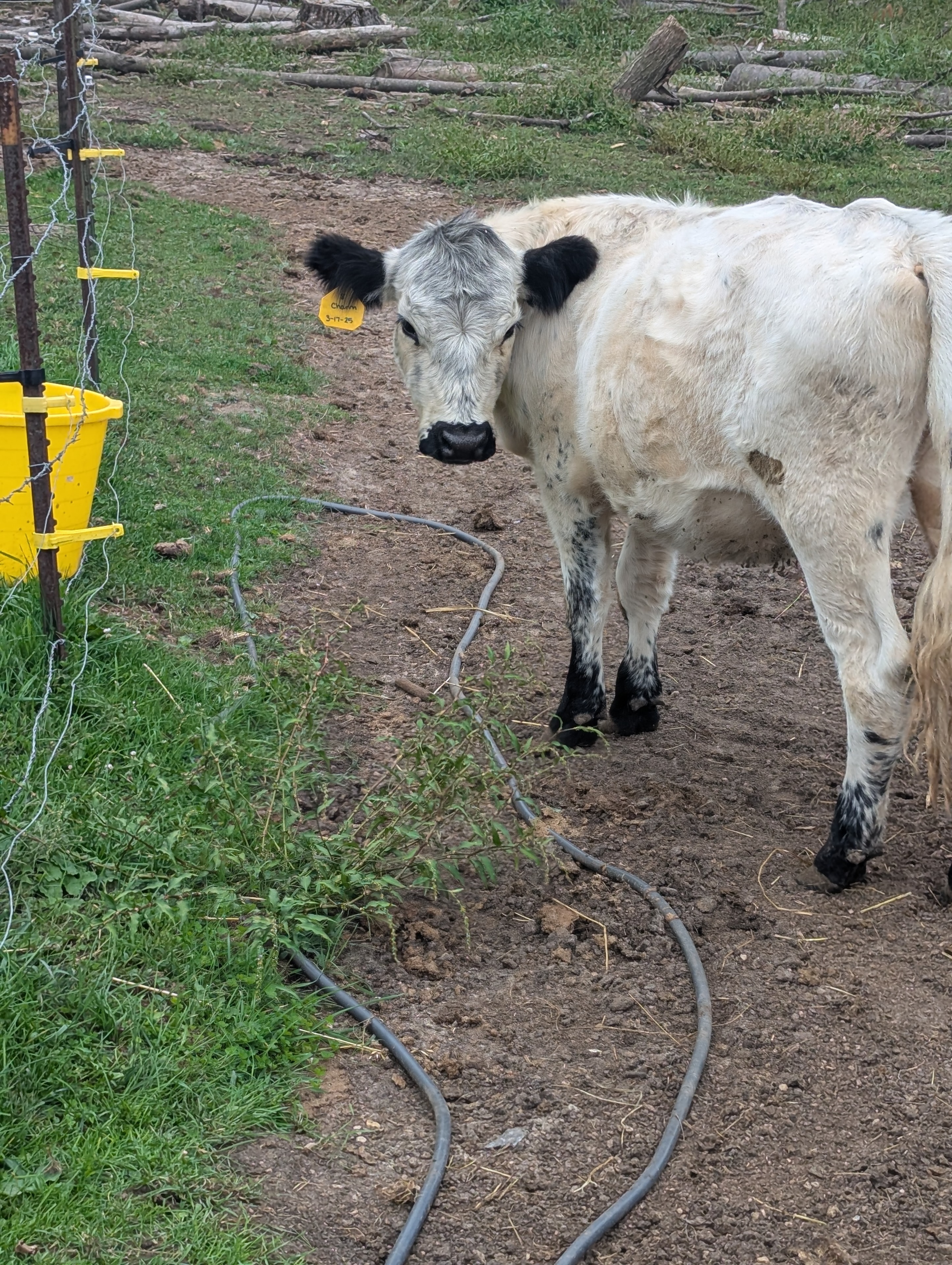 Charm the British White/highland cow