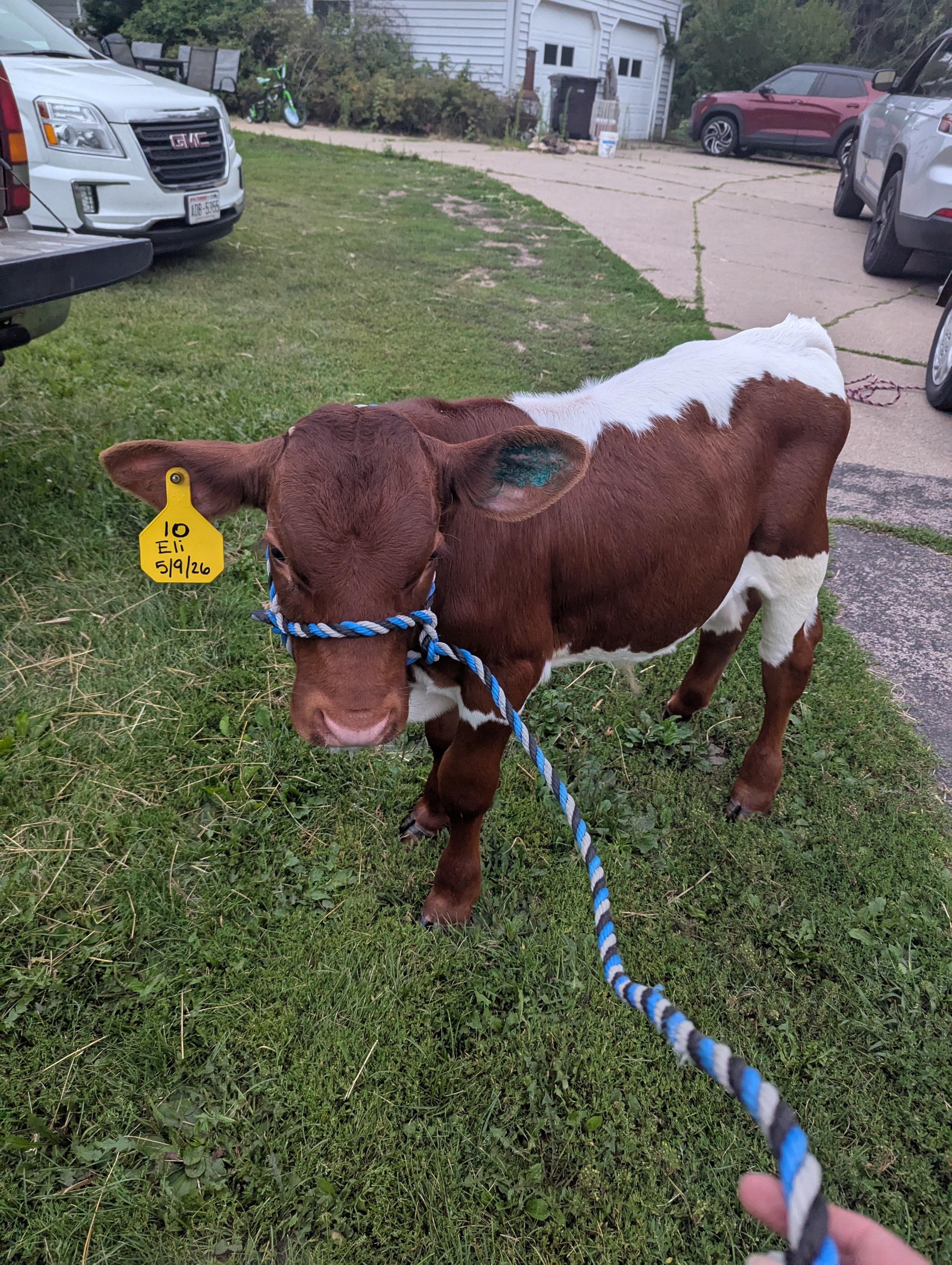 Eli the Pinzgauer cow