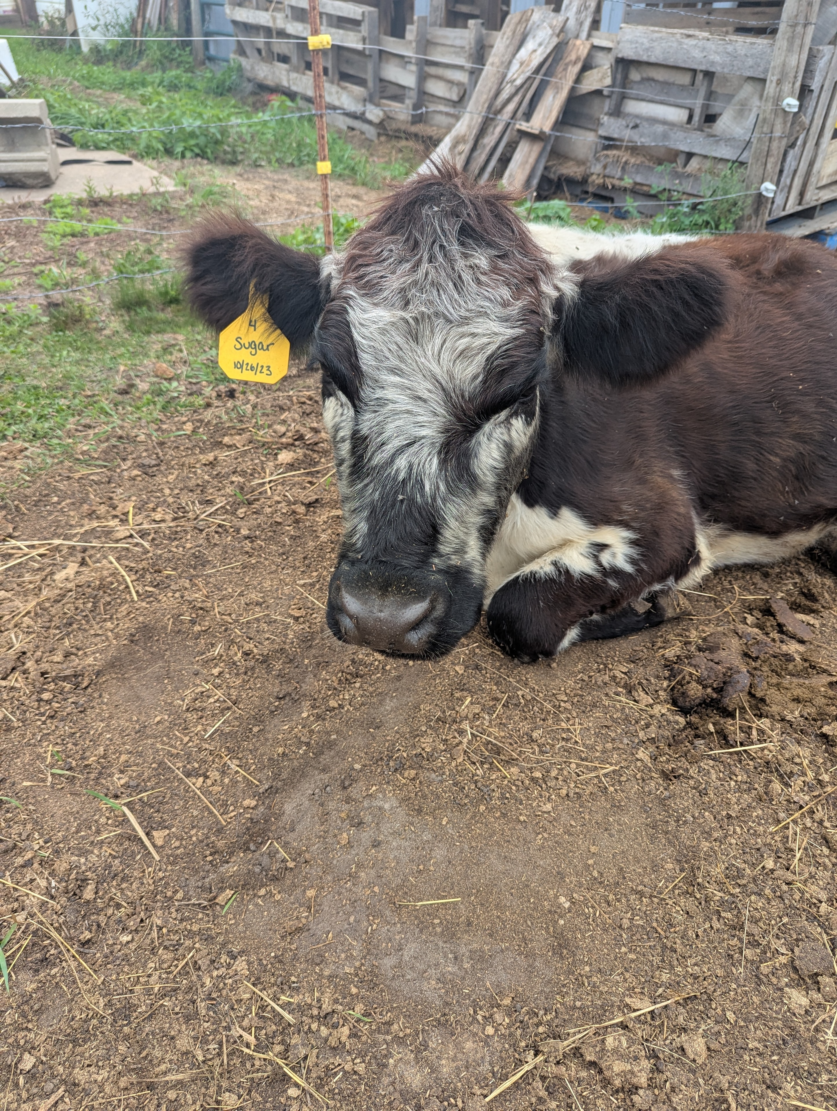 Sugar the Dexter/British White cow