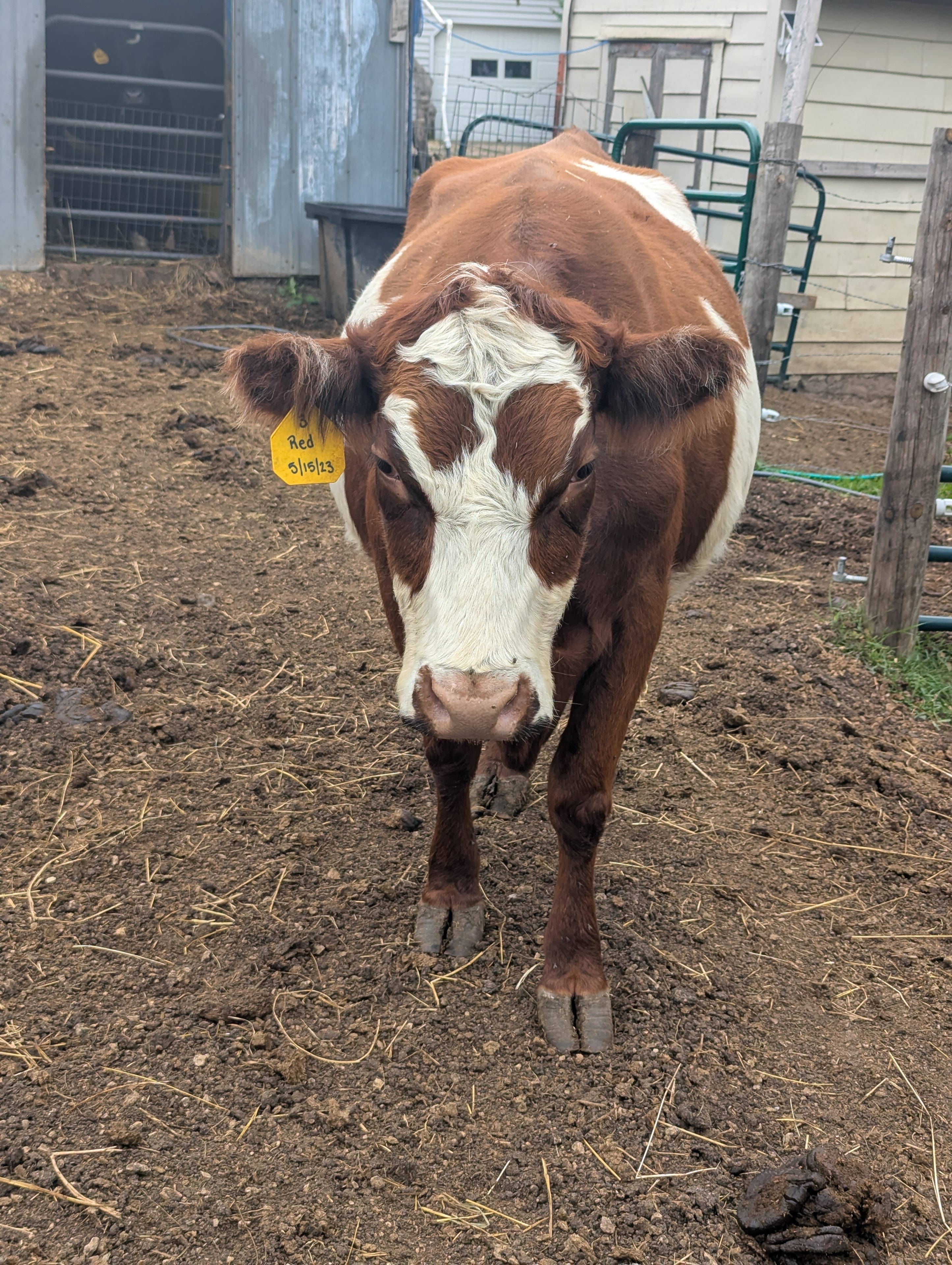 Big Red (Red) the Mini Panda/hereford cow
