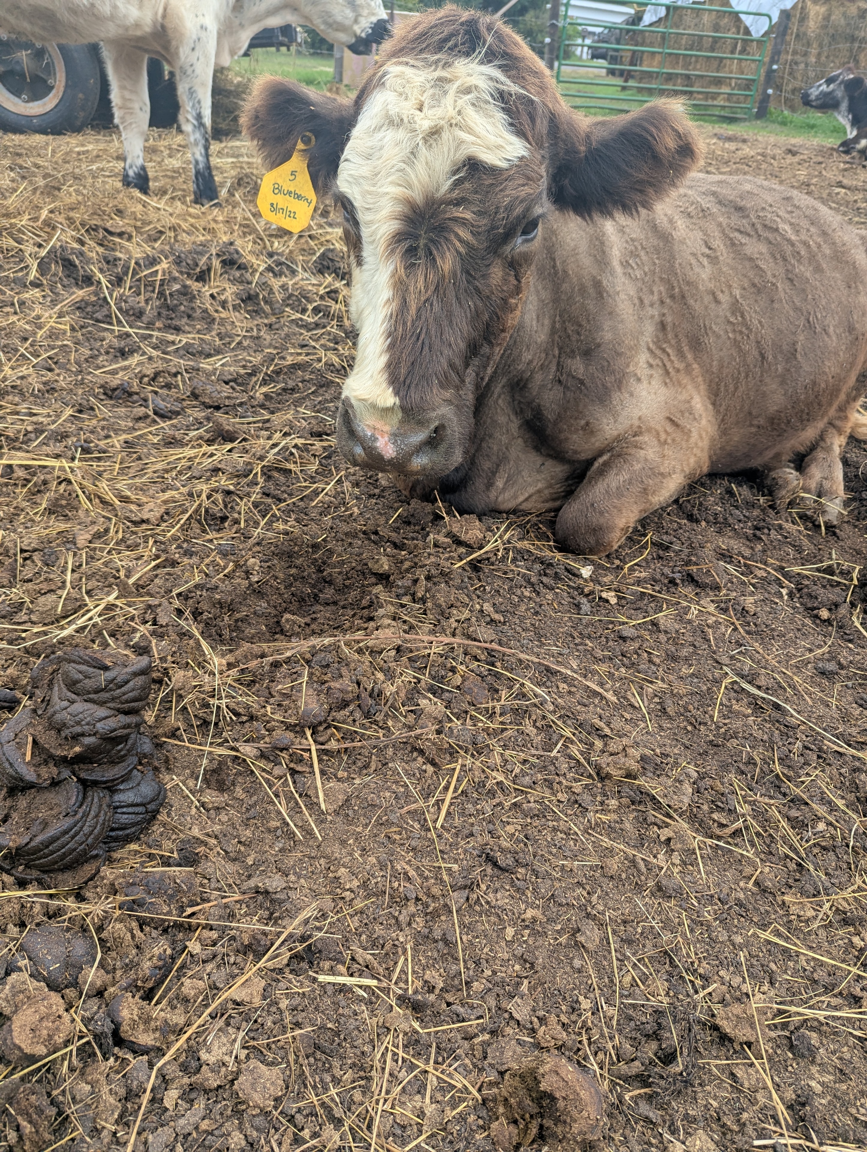 Blueberry the Highland/angus cow
