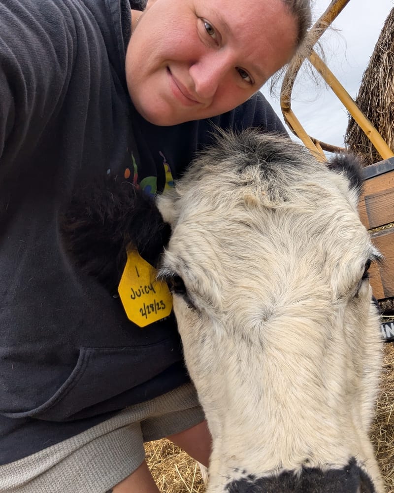 Person cuddling a cow on the farm